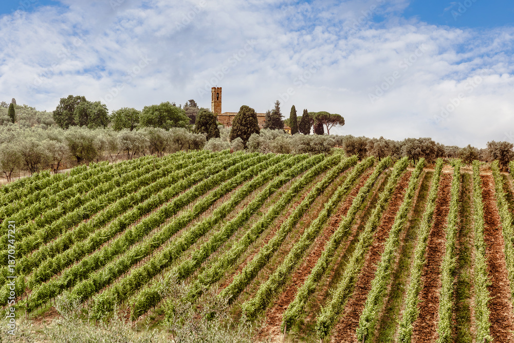 Stunning view of Tuscany vineyards and olive groves under a picturesque sky with historical architecture in the background