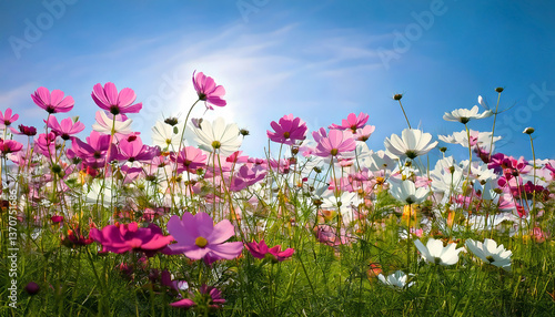 A flower meadow filled with colorful cosmos flowers under a clear blue sky in spring time, season