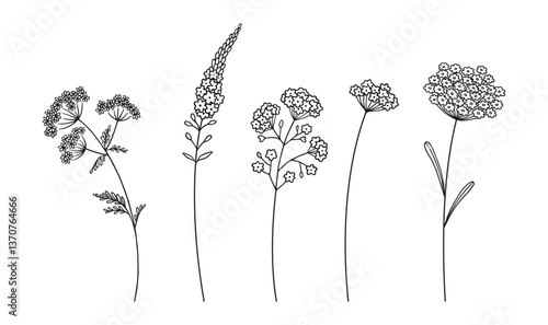 Set of wildflower cluster inflorescences in black line art style, on white background. Hand-drawn flowers and leaves. Wild plants for design projects. Vector illustration