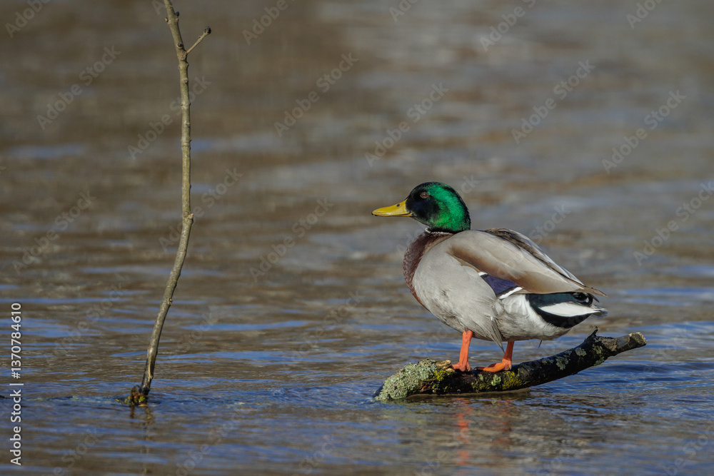 Stockente (Anas platyrhynchos) Männchen Stockente (Anas platyrhynchos) Männchen