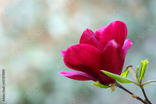 fiore di magnolia rossa, red magnolia flower