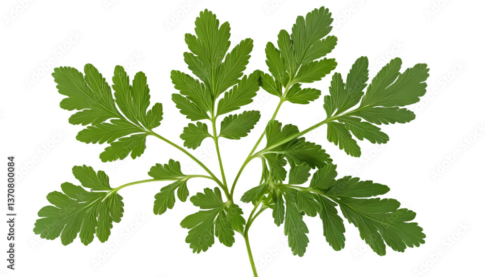 Chervil Leaves with Delicate Feathery Green Look Isolated on Transparent Background Chervil Leaves with Delicate Feathery Green Look Isolated on Transparent Background