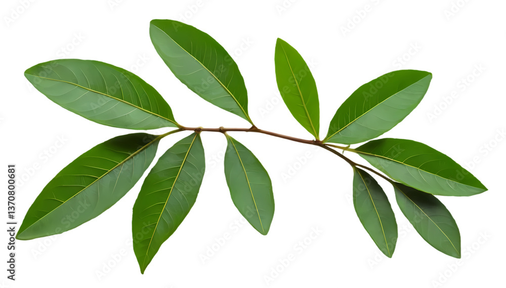 Naklejka premium Single Curry Leaf PNG | Aromatic Herbal Sprig for Culinary and Medicinal Use
