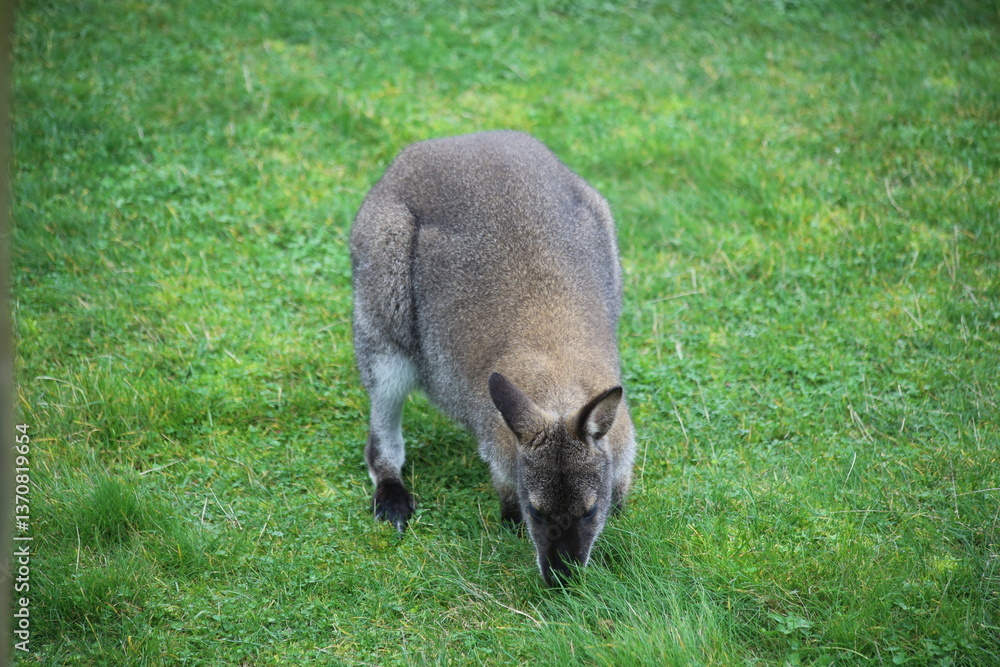 Bennett's wallaby foraging in the grass Bennett's wallaby foraging in the grass
