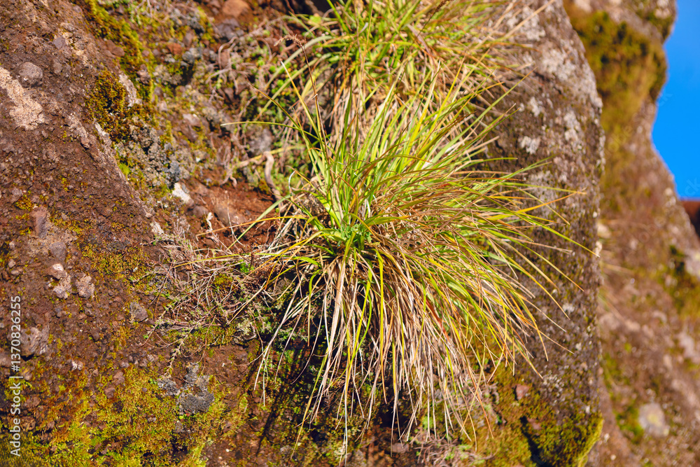 Resilient grass pushes through a rocky outcrop. Tuft of grass, blending shades of green and brown, emerges resiliently from the rugged, rocky surface