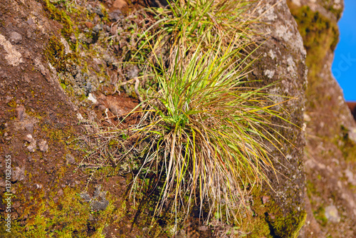 Obraz na płótnie Resilient grass pushes through a rocky outcrop. Tuft of grass, blending shades of green and brown, emerges resiliently from the rugged, rocky surface w salonie