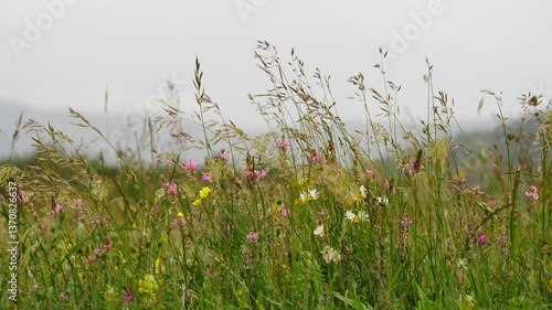 Summer Meadow In Mountains At Rainy Weather.
