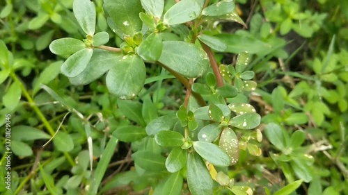 Wallpaper Mural A close-up of a small green purslane, against a lush grassy background. highlighting the beauty and joy of plant life in nature.
Portulaca Oleracea. Torontodigital.ca