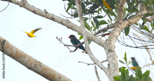 Oriental dollarbirds perched and flying among green leaves on tree branches, dynamic scene for nature documentaries or biodiversity projects. Energetic composition, lively atmosphere.