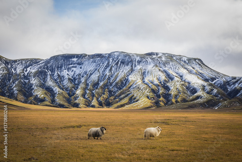 the sheeps of Iceland