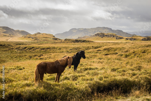 Icelandic horses