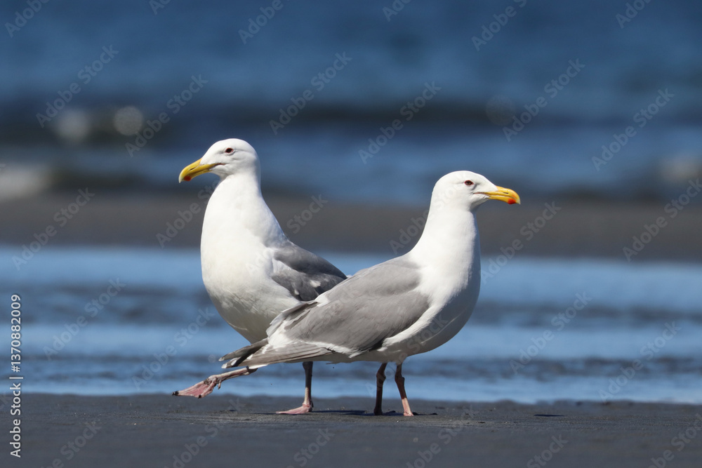 Two Gulls on the Beach Two Gulls on the Beach