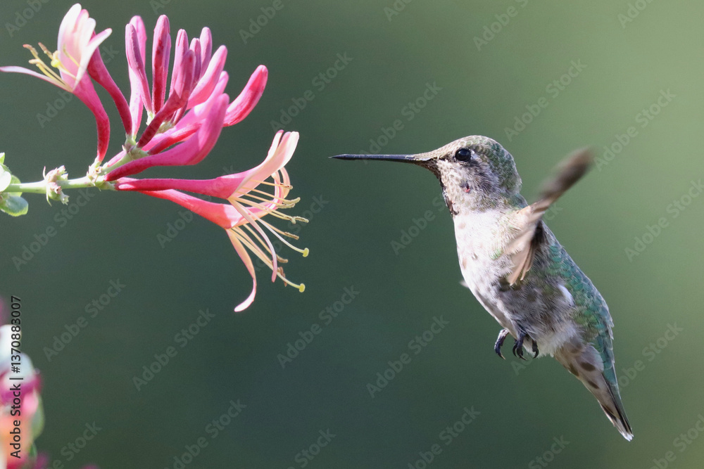 Fototapeta premium Hummingbird and honeysuckle