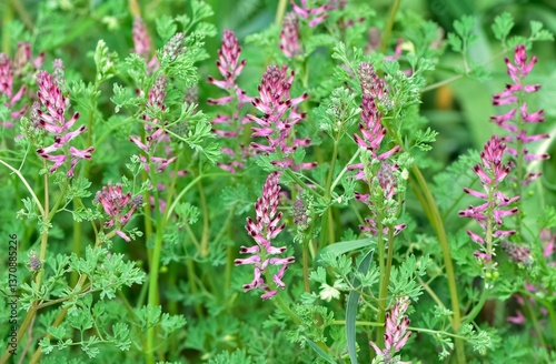 photographs of medicinal herbs and flowers growing in rural areas.