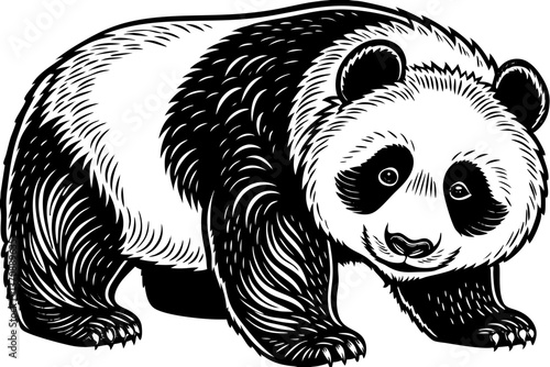 panda bear vector