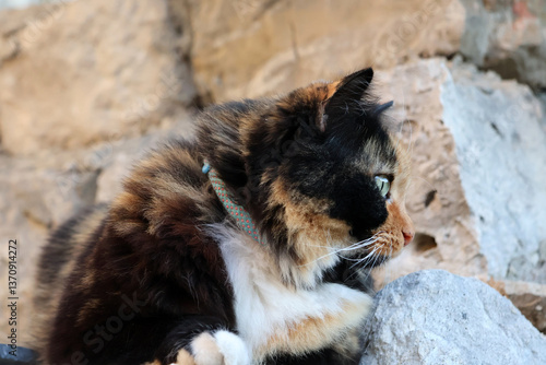 portrait de ce beau chat
