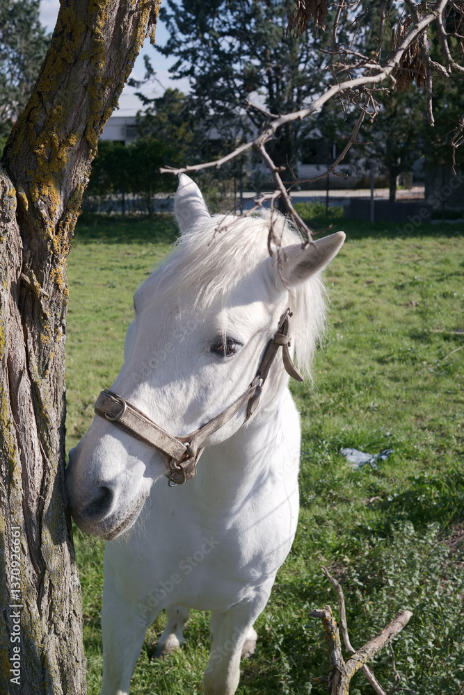 White horse interacting with a tree in a sunny green pasture dur