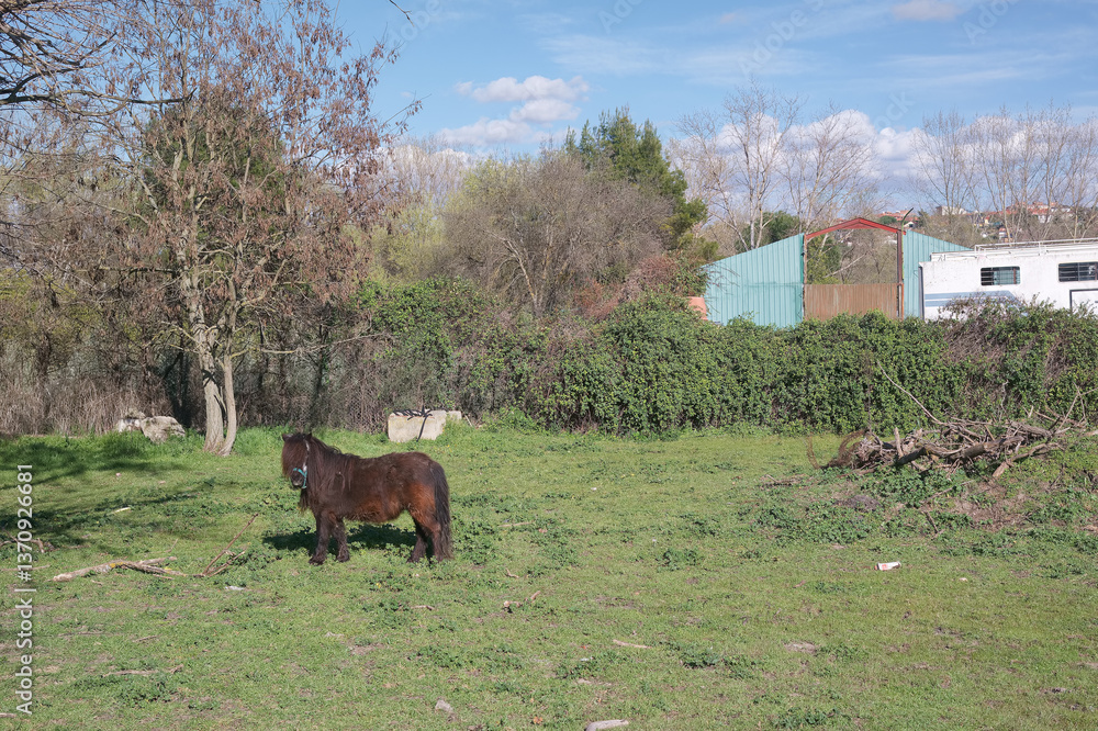 Small brown horse grazing in a green field under clear blue sky