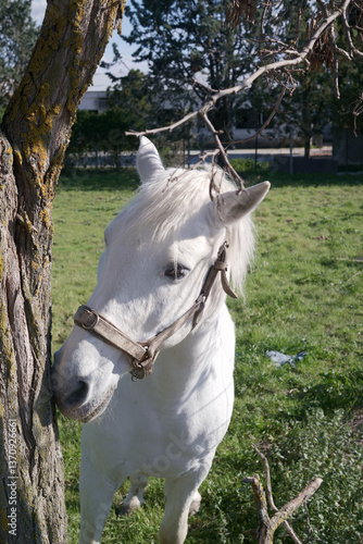 Obraz na płótnie White horse interacting with a tree in a sunny green pasture dur w salonie