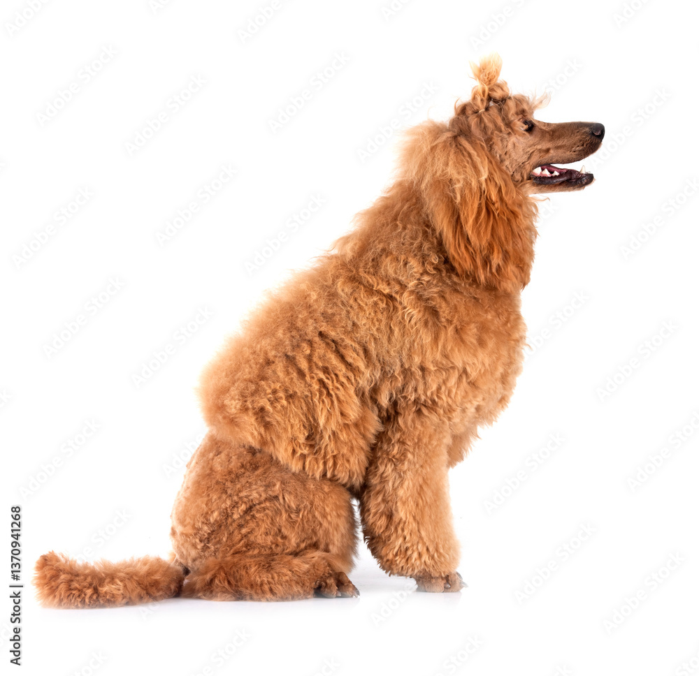Fototapeta premium standard poodle in studio