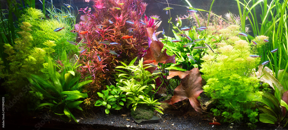 photo of planted tank photo of planted tank
