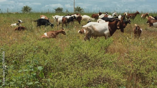 Wallpaper Mural Goat and Baby Goat, Angola Farm Torontodigital.ca