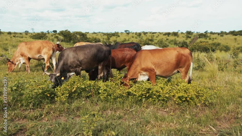 OX AND COW, Angola Farm OX AND COW, Angola Farm