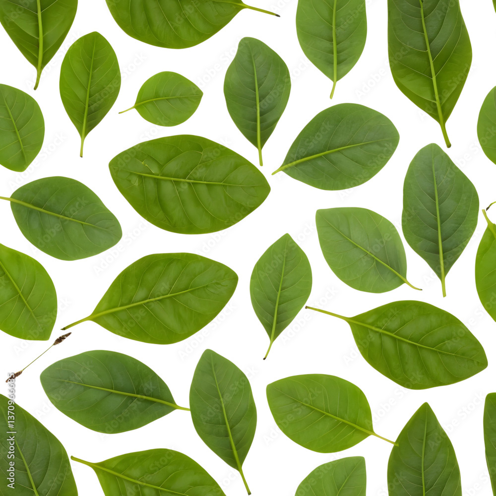 Assorted Green Leafy Herbs for Cooking Assorted Green Leafy Herbs for Cooking