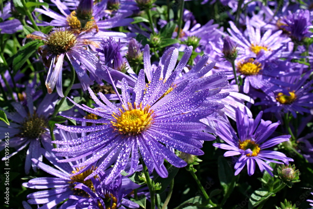 Obraz premium Lila Blume