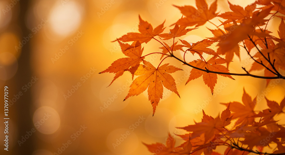 Vibrant Autumn Maple Leaves Golden Sunlight Backlit Fall Foliage Branch Vibrant Autumn Maple Leaves Golden Sunlight Backlit Fall Foliage Branch