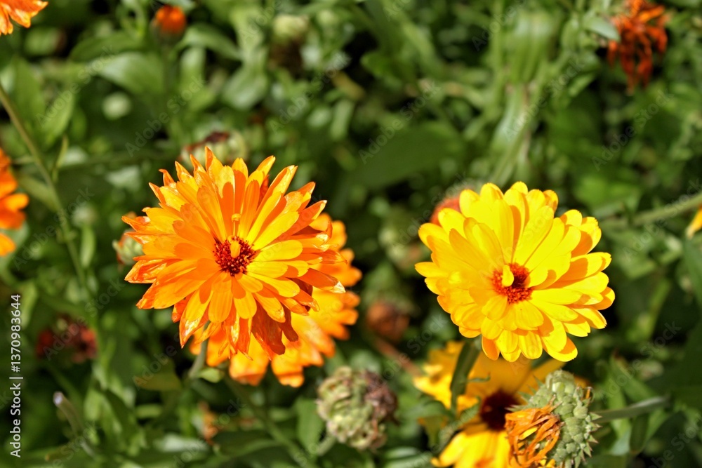 Blume Blume