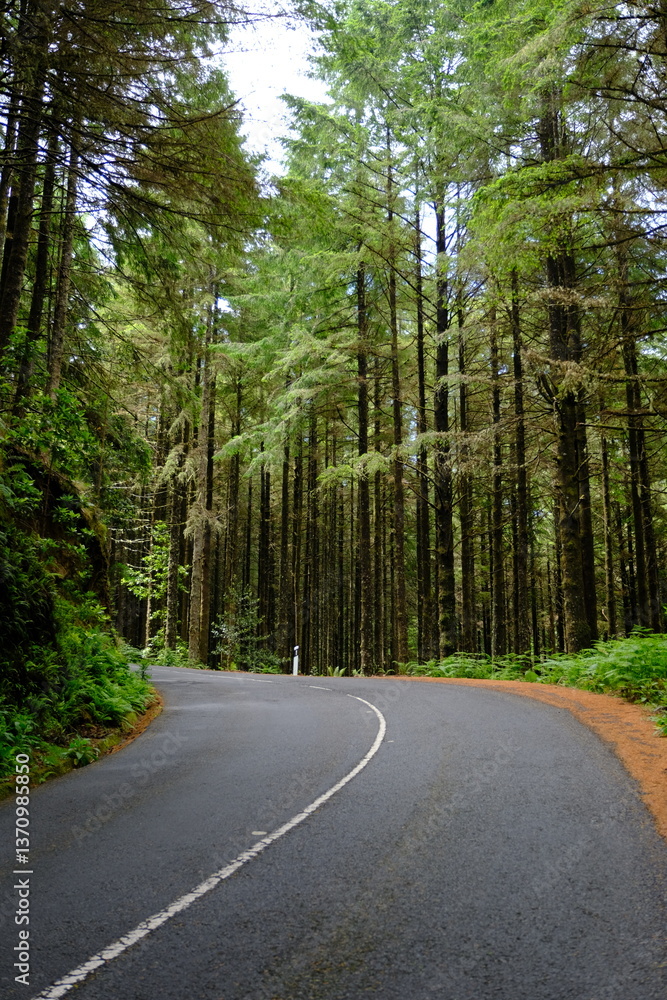Fototapeta premium road in the forest