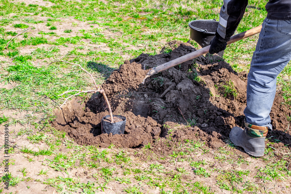 Fototapeta premium Planting fruit trees in the garden in spring. The gardener buries a seedling in a dug hole