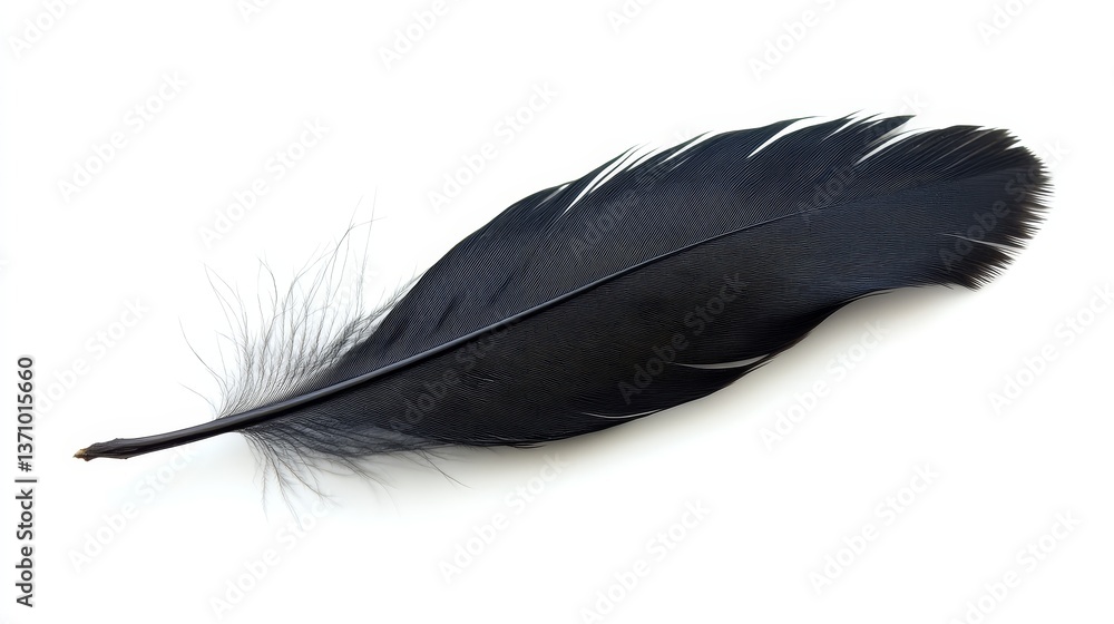 Single black feather isolated on white background. Single black feather isolated on white background.