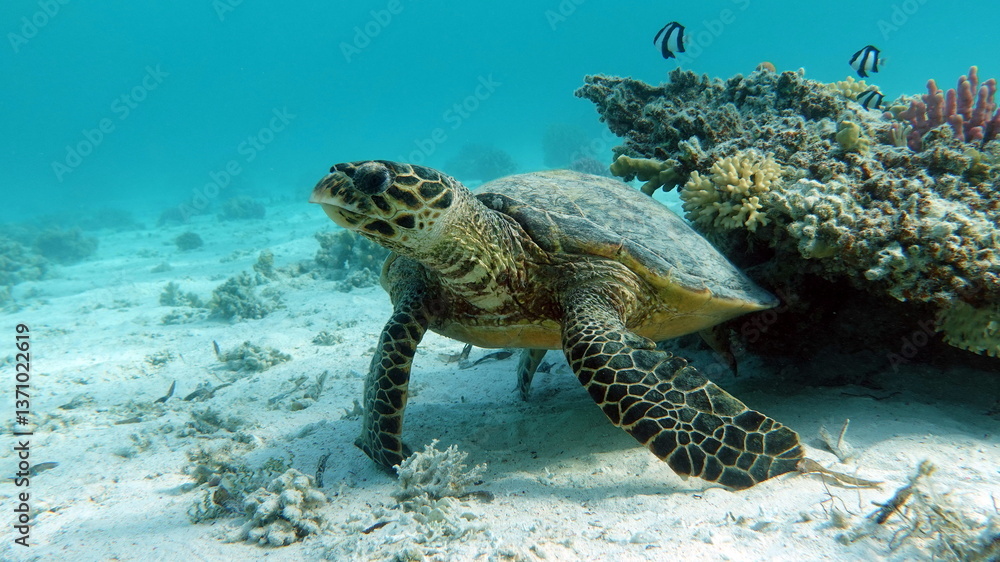 Fototapeta premium Hawksbill sea turtle (CR species) Hawksbill Turtle - Eretmochelys imbricata.