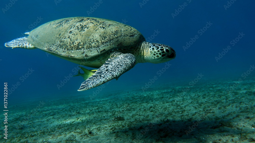 Obraz premium Big Green turtle , Green turtles are the largest of all sea turtles. A typical adult is 3 to 4 feet long and weighs between 300 and 350 pounds.