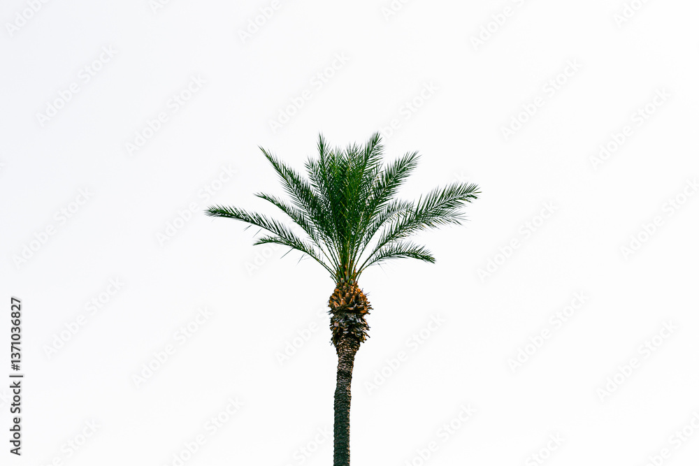 palm tree on white background palm tree on white background