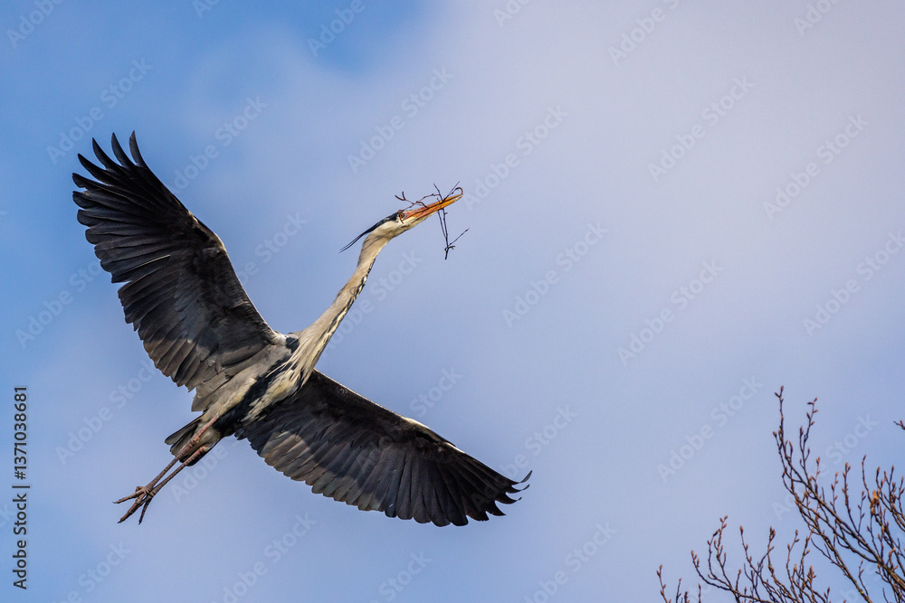 Fototapeta premium Graureiher (Ardea cinerea)