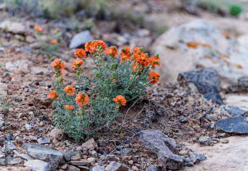 Sphaeralcea coccinea, yellow-flowered ephemeral plant in the desert, east Utah
