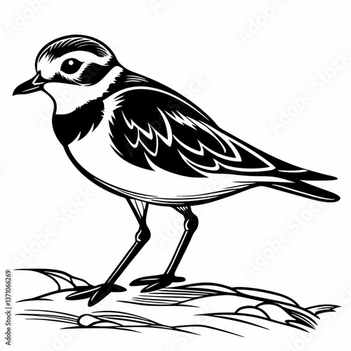 Piping plover black silhouette icon vector