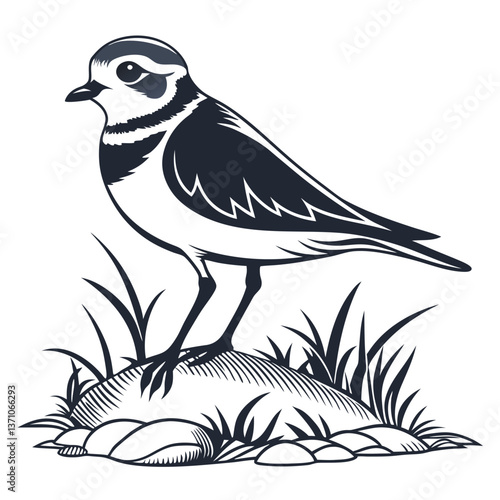 Piping plover black silhouette icon vector