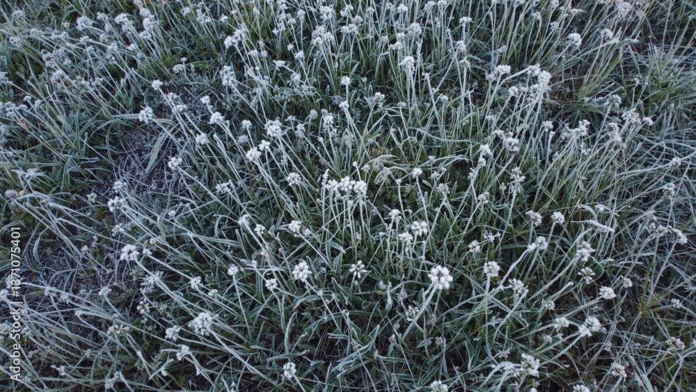 Frozen plant details, icy crystals on leaves and stems Frozen plant details, icy crystals on leaves and stems
