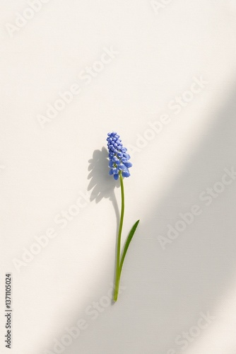 Single Muscari Flower on White Surface – Spring Minimal
