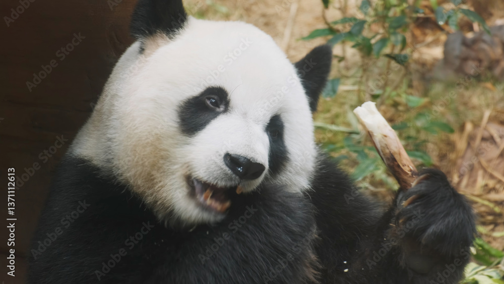 Naklejka premium Cute giant panda bear eating bamboo