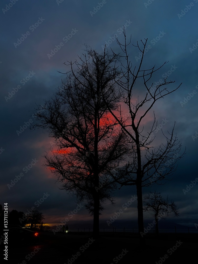 Fototapeta premium sunset in the forest