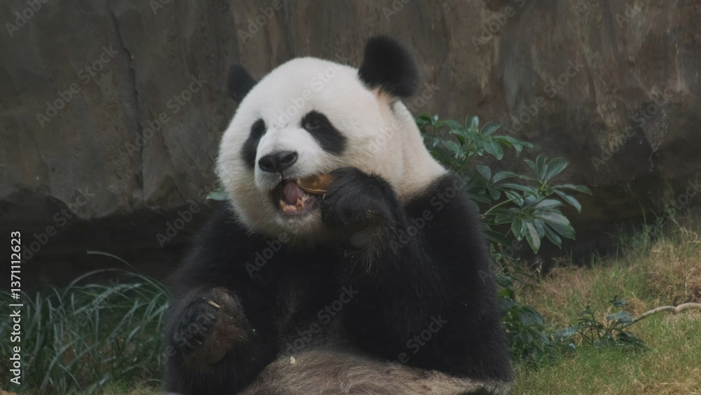 Obraz premium Cute giant panda bear eating bamboo