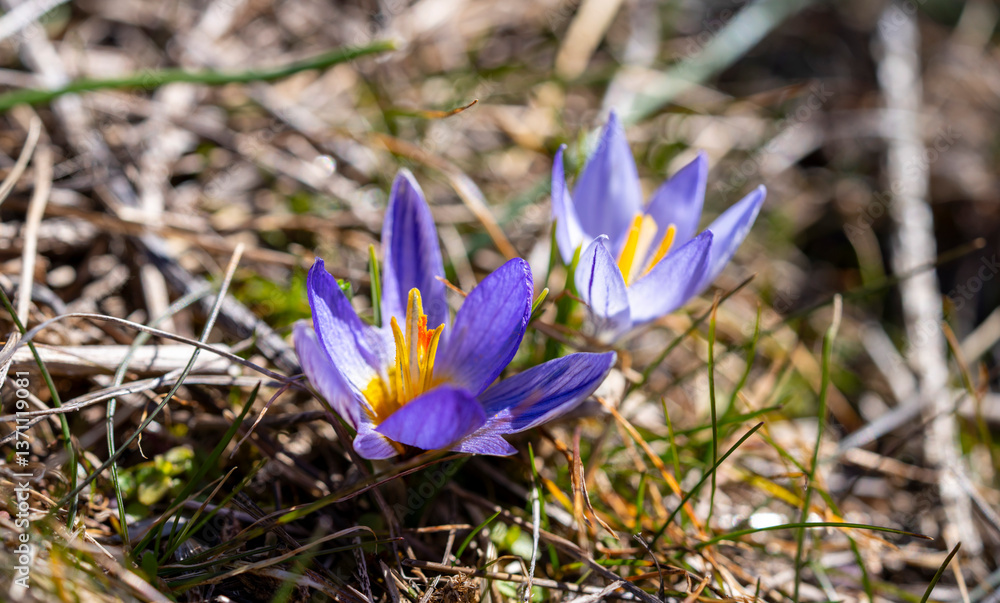 Crocus biflorus, the silvery crocus or scotch crocus, is a species of flowering plant in the family Iridaceae. It is native to south-eastern Europe and south-western Asia, including Italy, the Balkans Crocus biflorus, the silvery crocus or scotch crocus, is a species of flowering plant in the family Iridaceae. It is native to south-eastern Europe and south-western Asia, including Italy, the Balkans