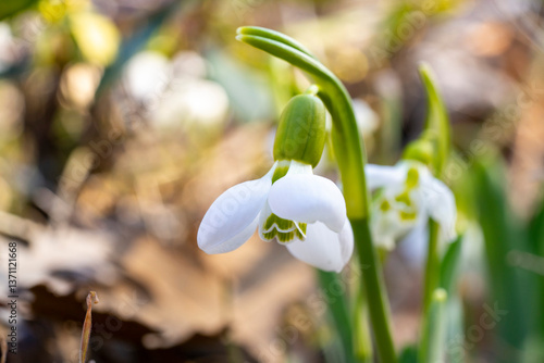 Giant snowdrop. Galanthus elwesii, Elwes's snowdrop or greater snowdrop, is a species of flowering plant in the family Amaryllidaceae, native to the Balkans and Asia Minor, where it is found in the co