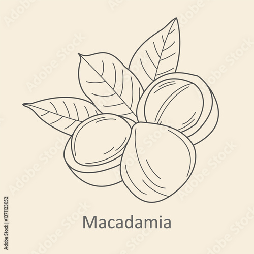 Macadamia nuts with leaves, hand-drawn botanical illustration, organic food sketch, healthy nut design, tropical plant line art, raw macadamia kernel, minimalist natural outline