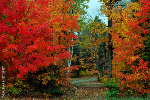 Fotografia beautiful fall color at Algonquin Provincial Park